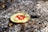 A small black snail is adjacent to a shiny gold coin with a red Bitcoin symbol embossed on its surface. The scene is set against a rough, textured stone background, with some small bits of debris scattered around.