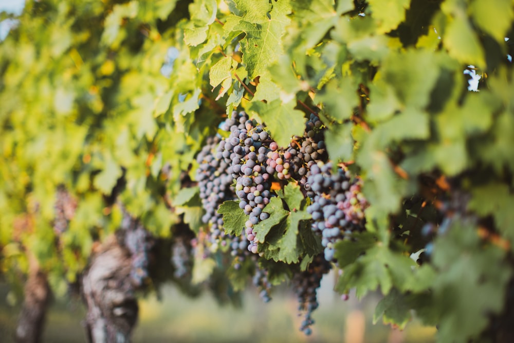 a bunch of grapes hanging from a vine