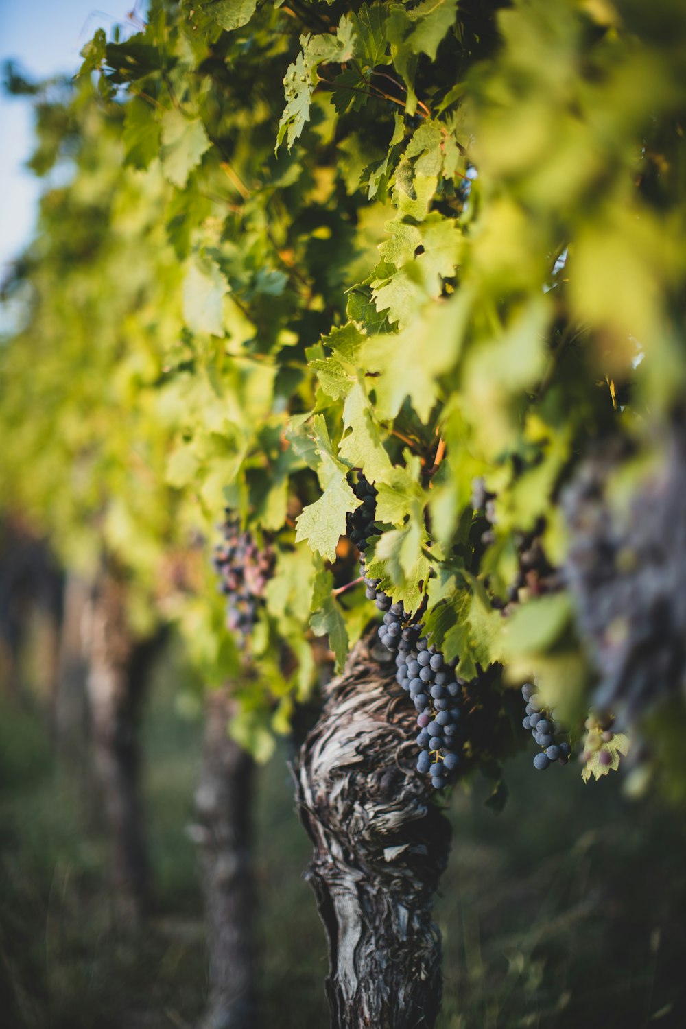 selective focus photography of grape fruits