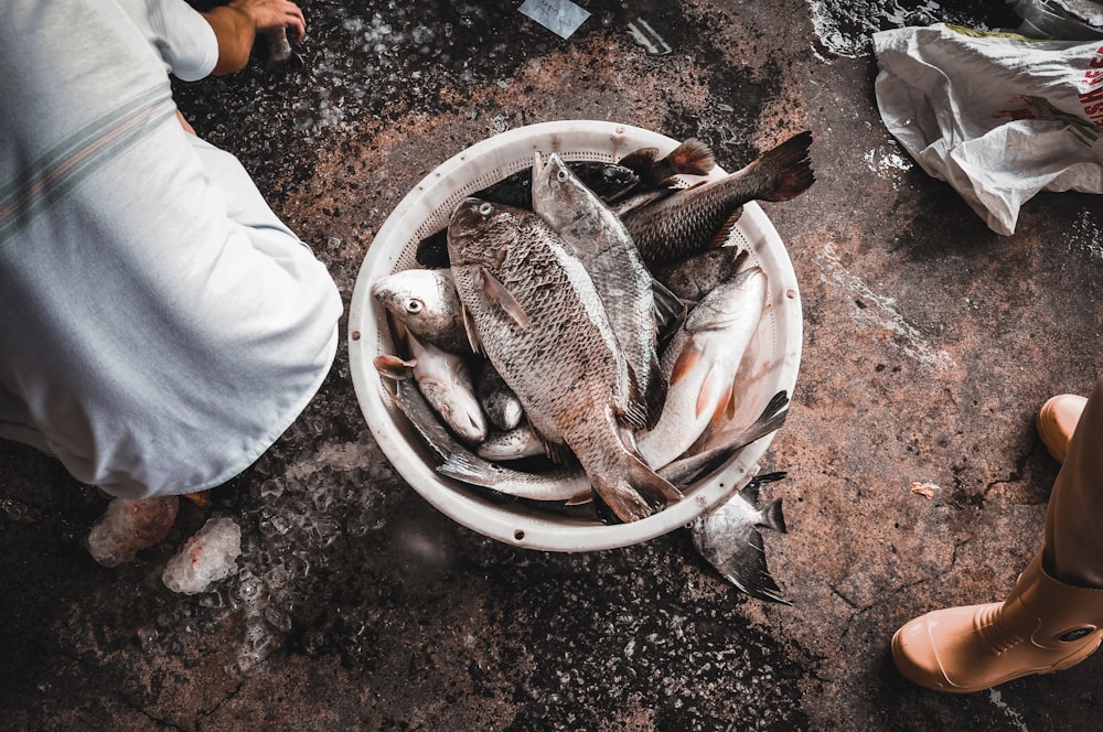 shoal of fish in bucket