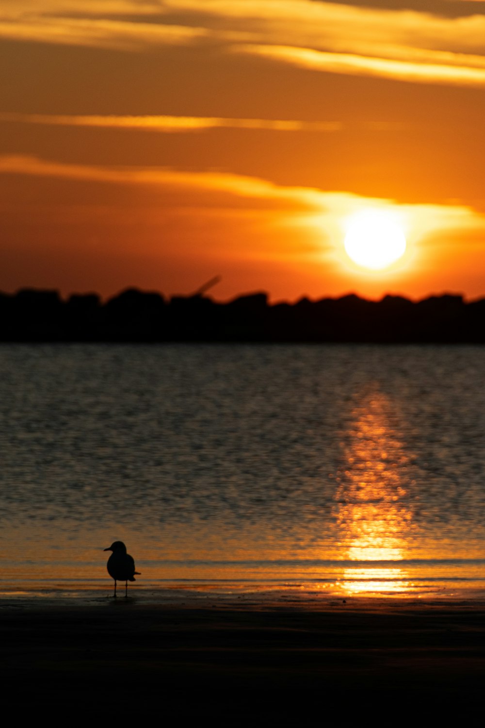 a bird standing on a beach at sunset