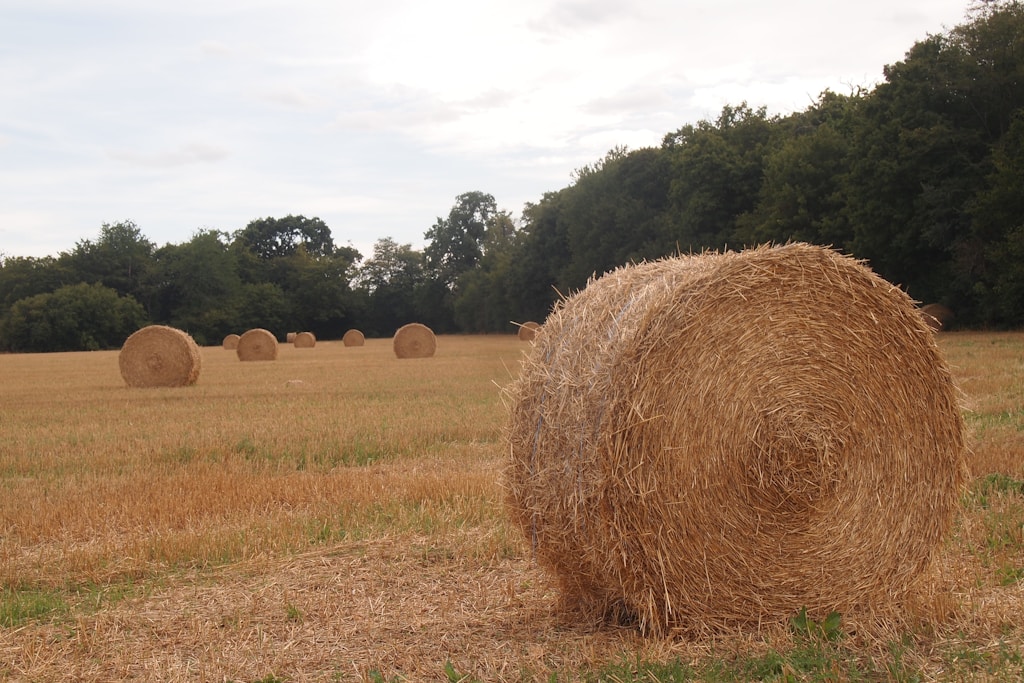 Alfalfa Hay Bales