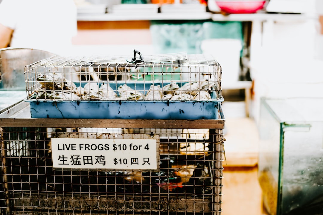metal cages of live frogs beside clear glass fish tank