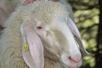 Close-up of soft karakul wool being gently sheared by a farmer's hands.
