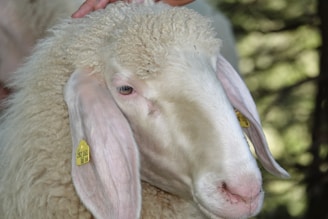 A close-up view of a sheep adorned with thick, curly wool and a gentle expression. The sheep's ears are tagged with yellow identifiers. The background is softly blurred, indicating an outdoor natural setting.