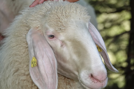 A close-up view of a sheep adorned with thick, curly wool and a gentle expression. The sheep's ears are tagged with yellow identifiers. The background is softly blurred, indicating an outdoor natural setting.