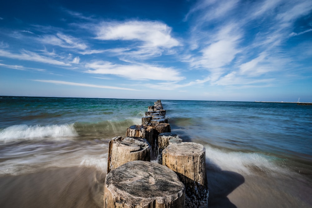 high-angle photography of brown-and-black wooden stumps