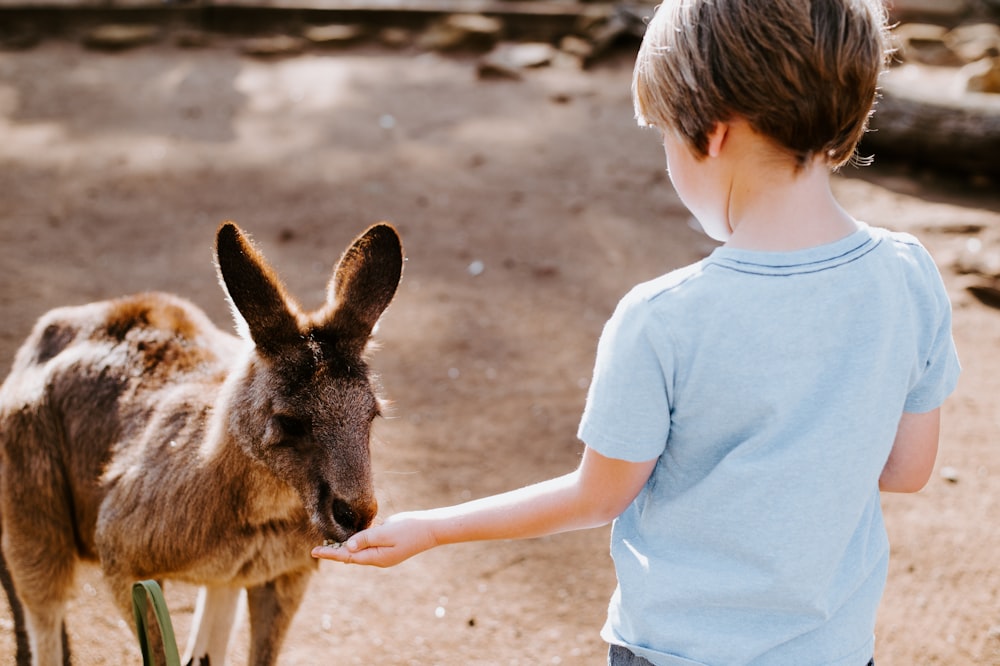 toddler feeding brown kangaroo