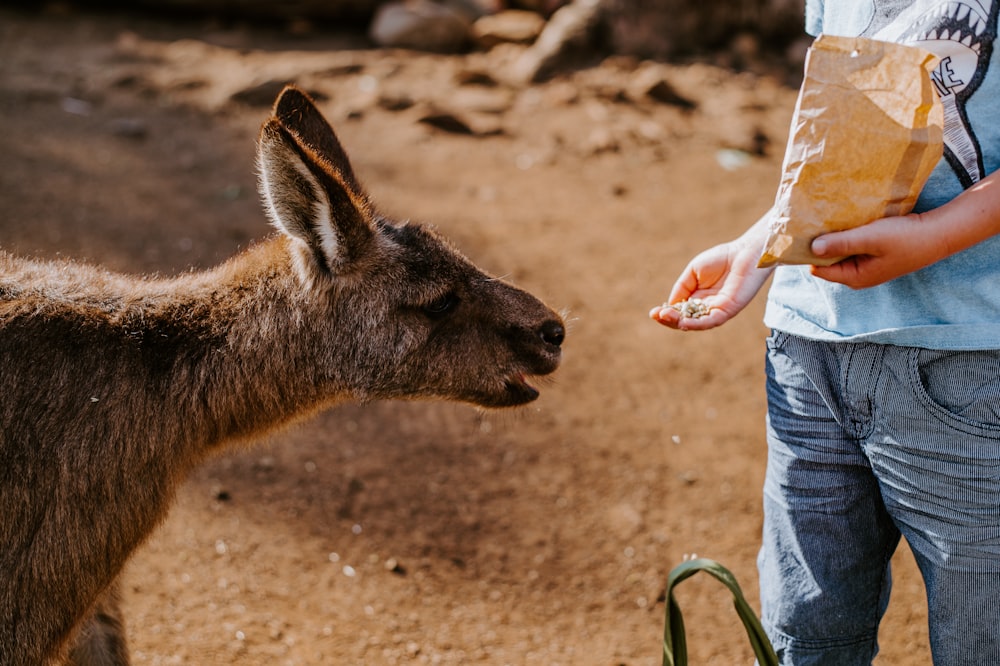 child feeding animal