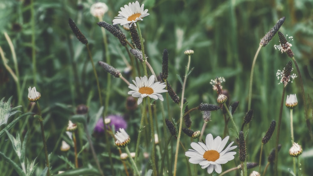 macro photography of white and yellow daisy flowers