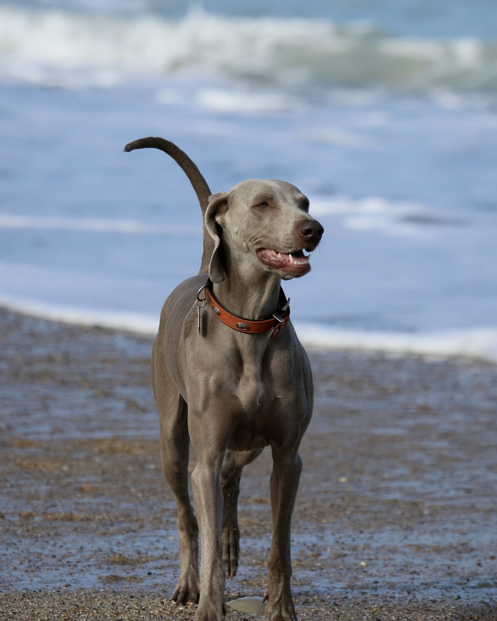 dog in beach