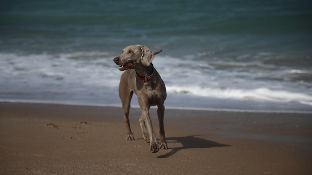 dog near shore