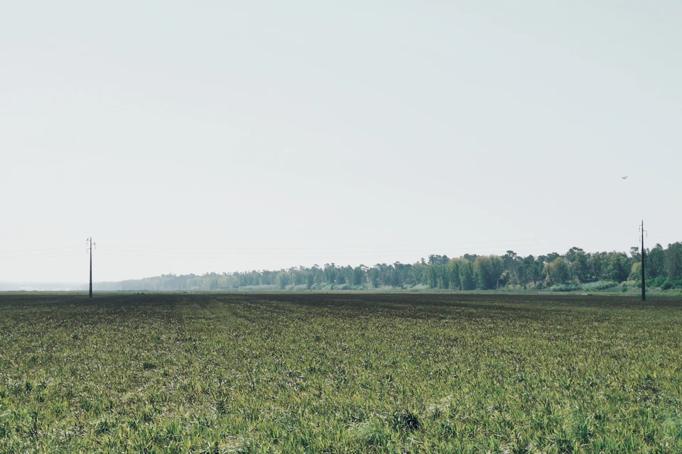The image depicts a vast, open field with tall grass swaying gently under an overcast sky. The field is enclosed by a line of trees on one side and stretches out to meet a body of water on the other side. In the distance, power lines can be seen crisscrossing against the horizon.