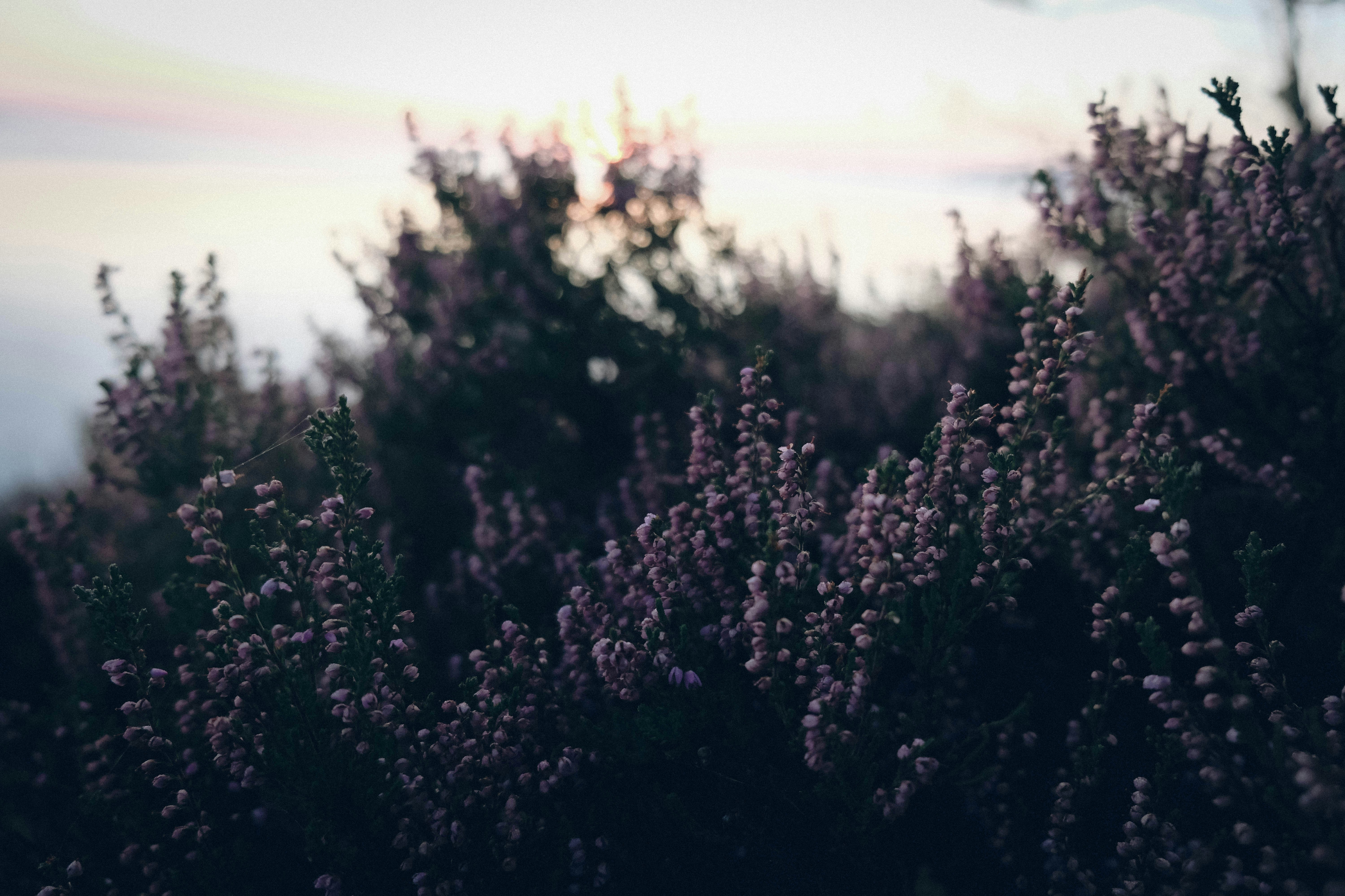 꽃밭 봄 꽃의 사진 | 로열티 프리 이미지 및 고해상도 사진 다운로드 | cizucu, image size:3000x2000