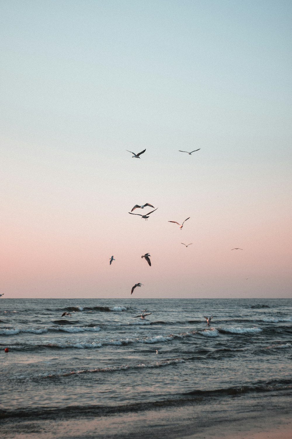 a flock of birds flying over the ocean