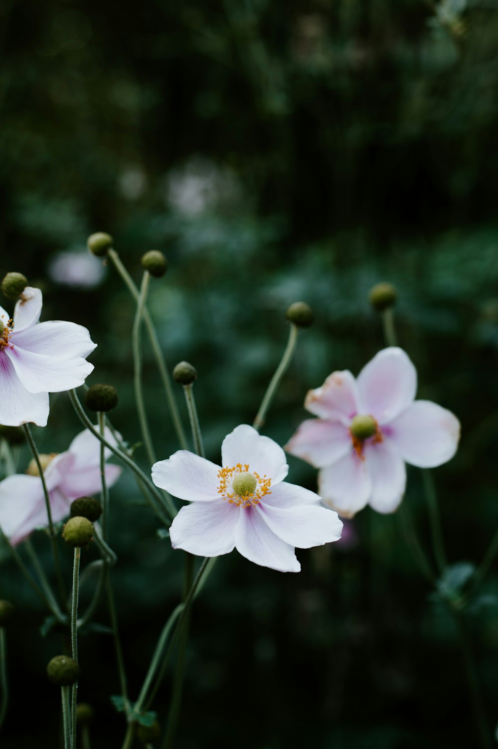 white petaled flower