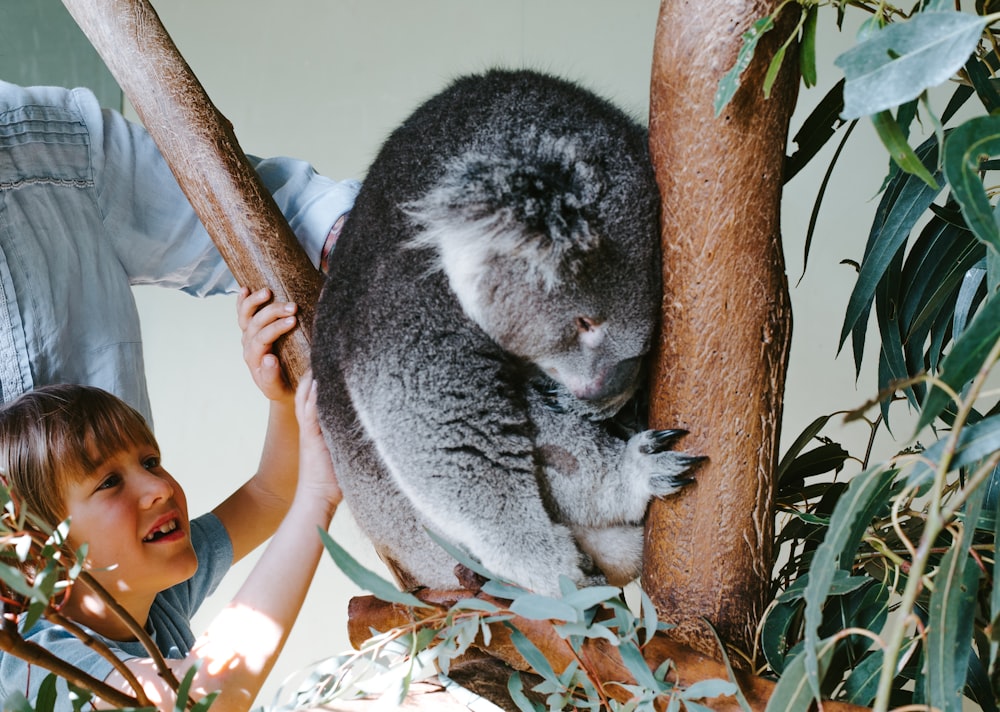 urso coala cinza na árvore