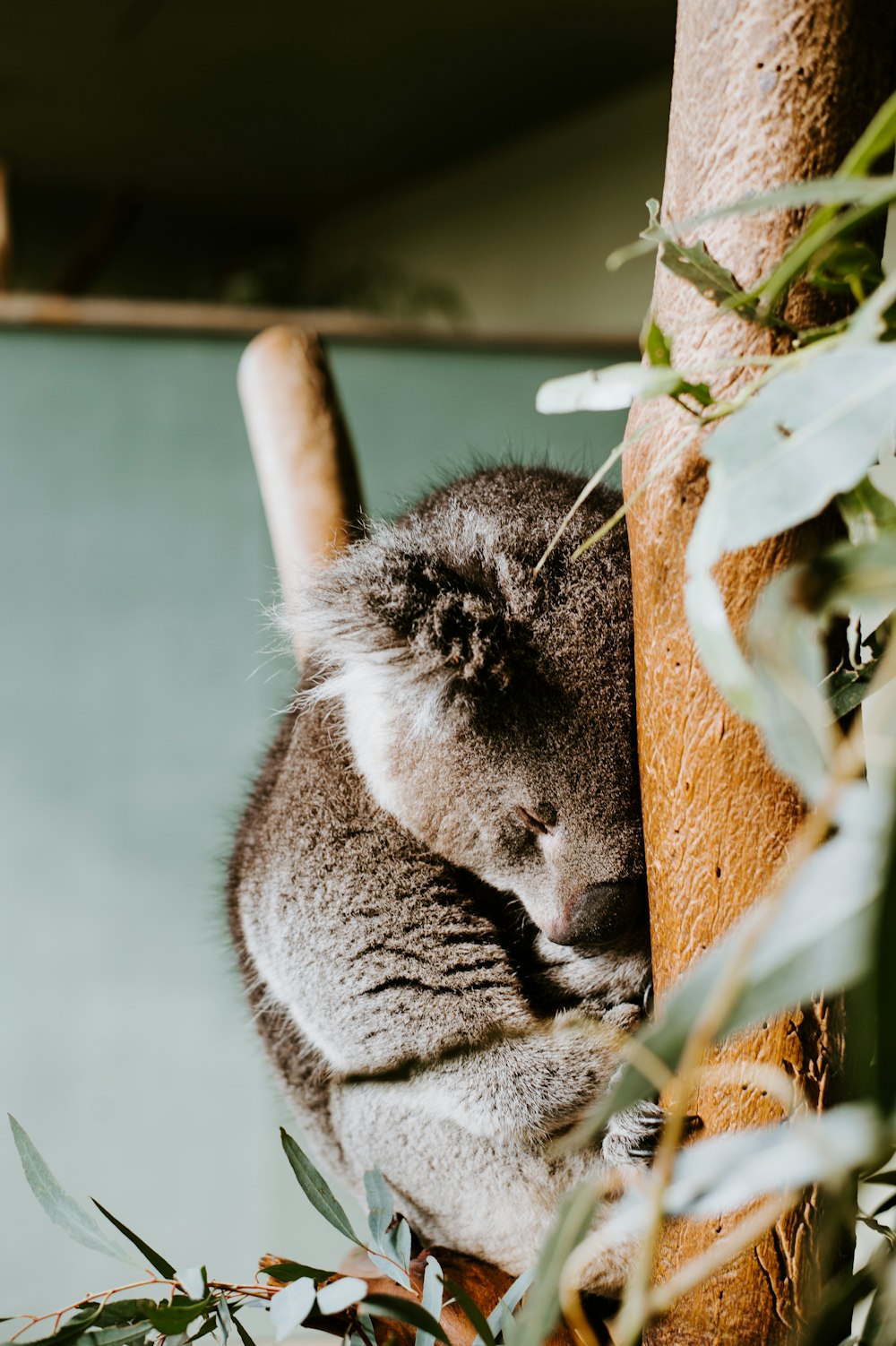 gray animal sleeping