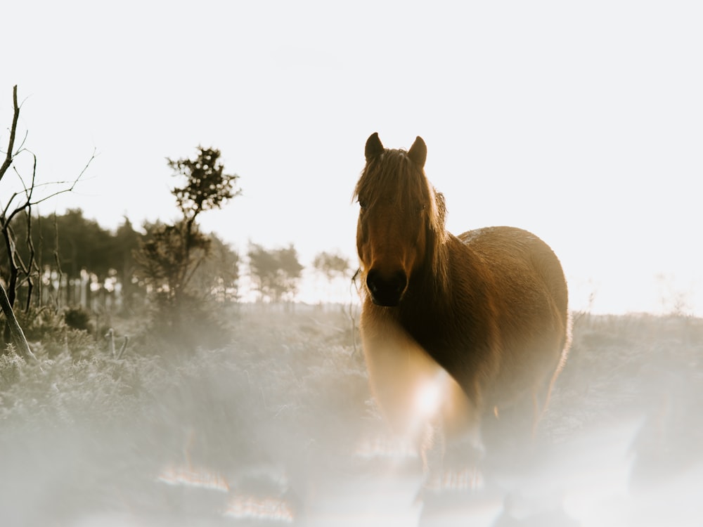 brown horse standing beside trees