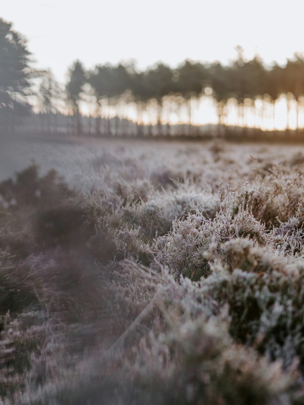 a frosty field with trees in the background