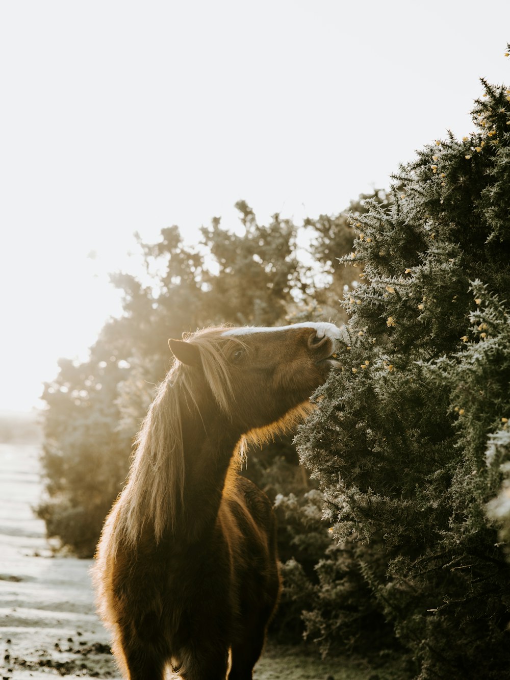 cavalo marrom perto do corpo de água e plantas de folha verde