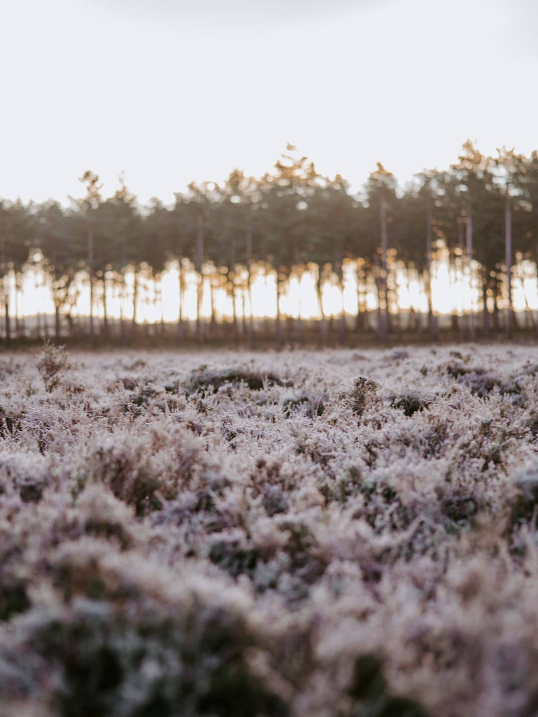 macro photography of ground and trees during daytime