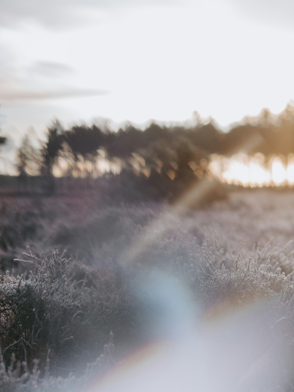 a blurry photo of a field with trees in the background