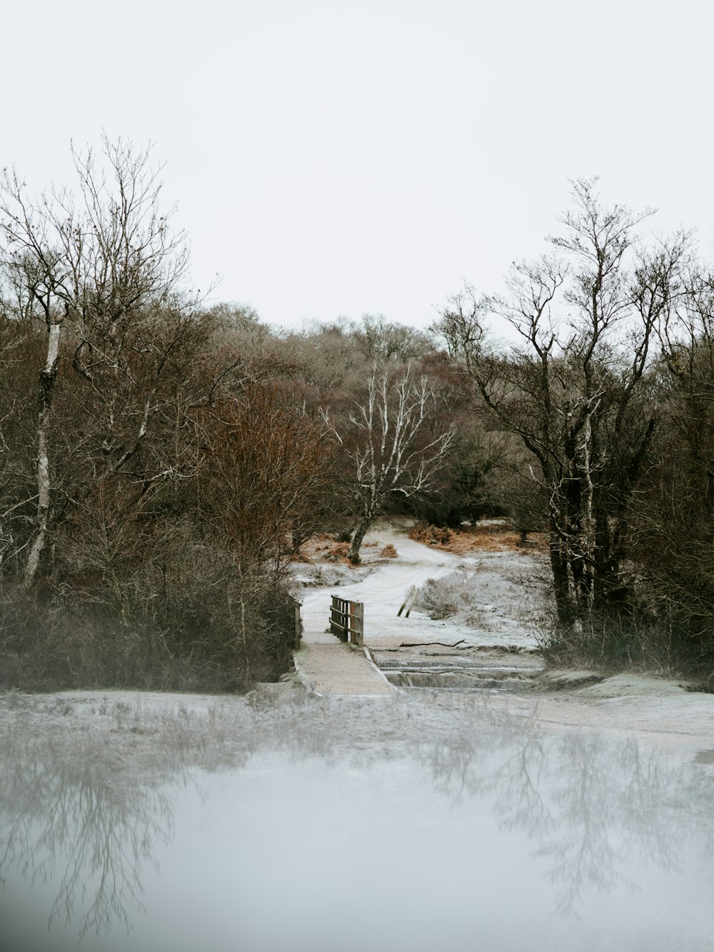 brown dock beside trees