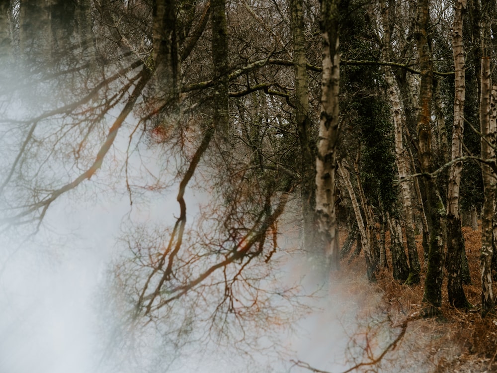 trees beside white smoke