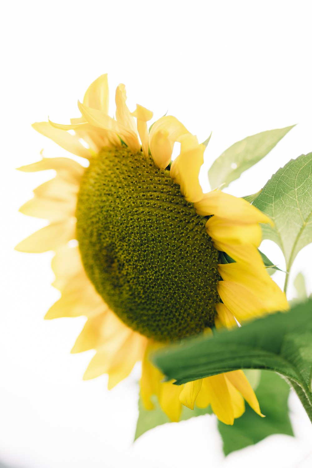 a large sunflower with green leaves on a white background