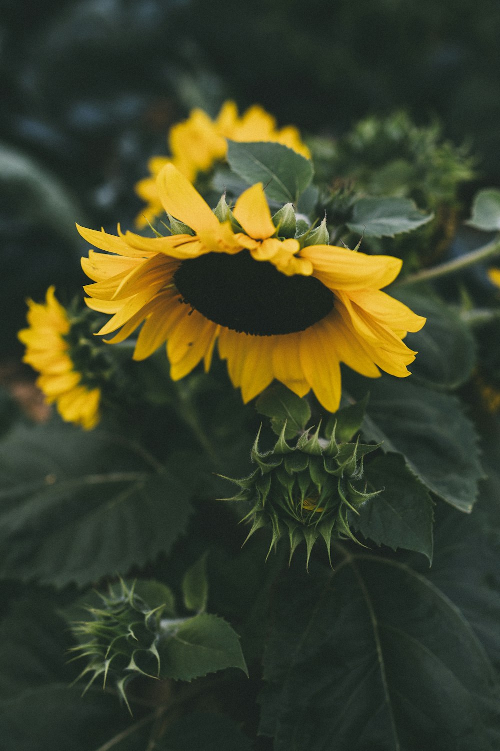 sunflower photography