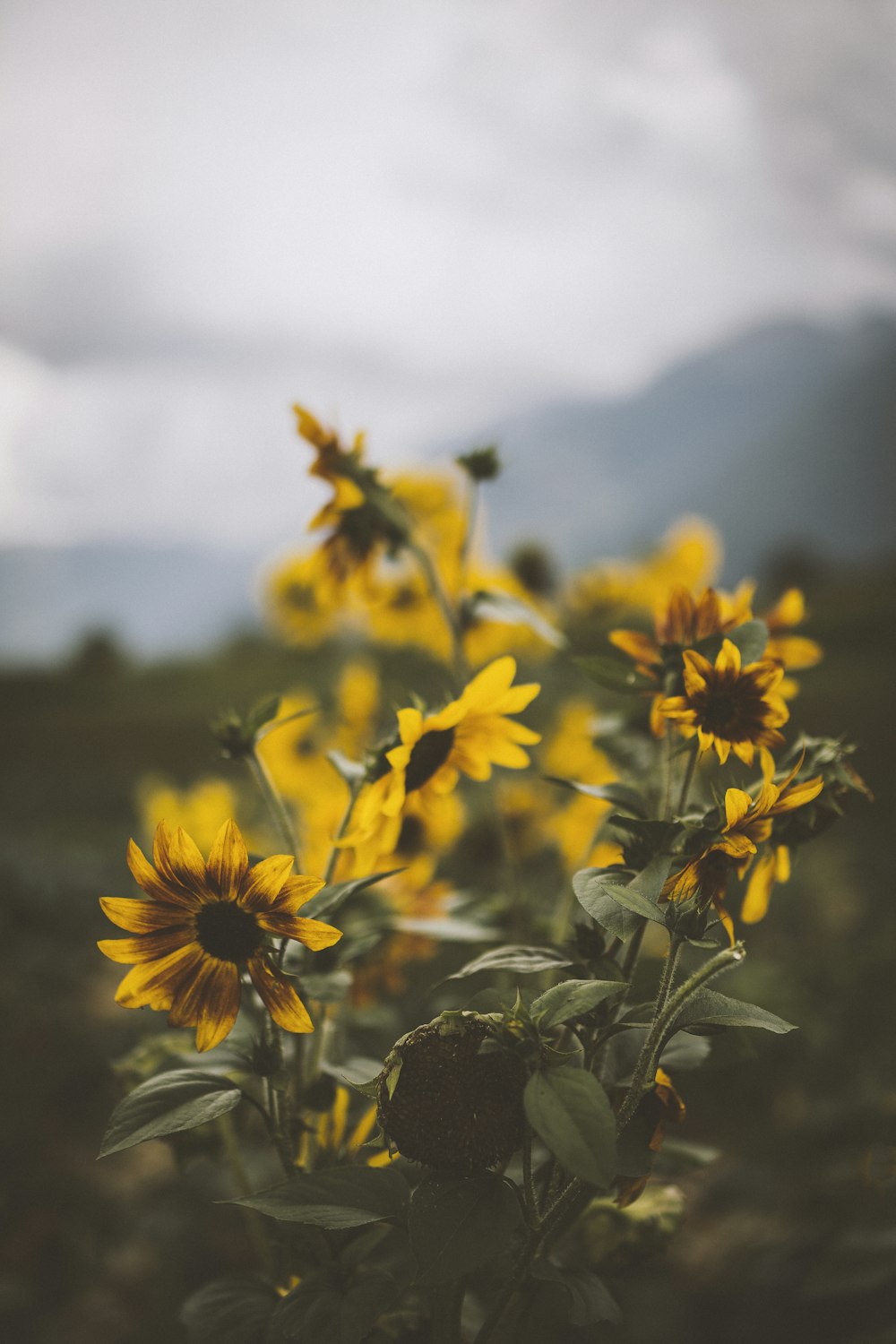 yellow sunflowers