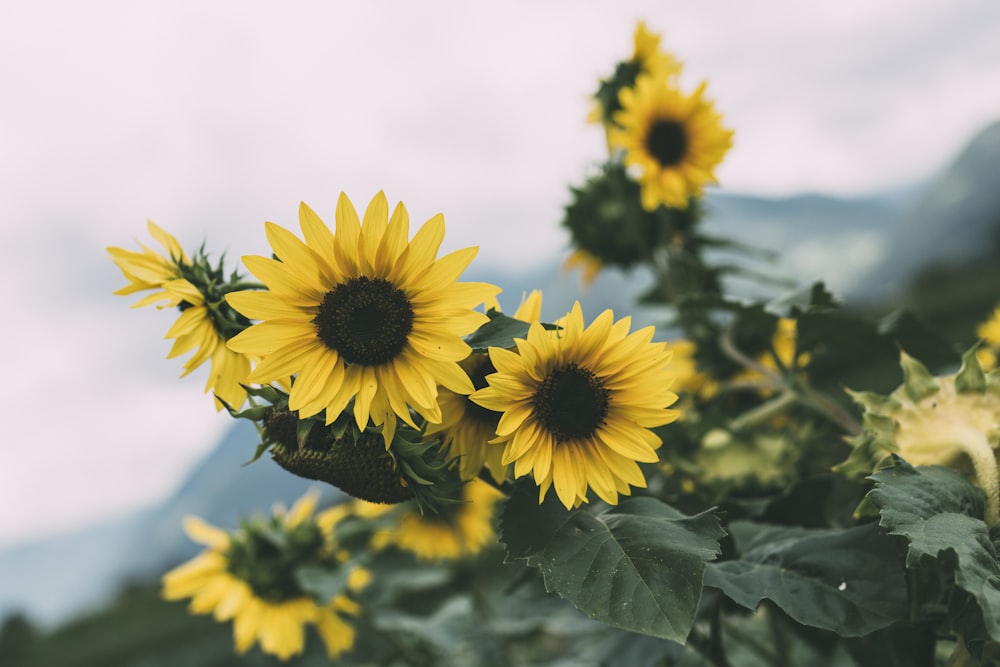 yellow sundlowers