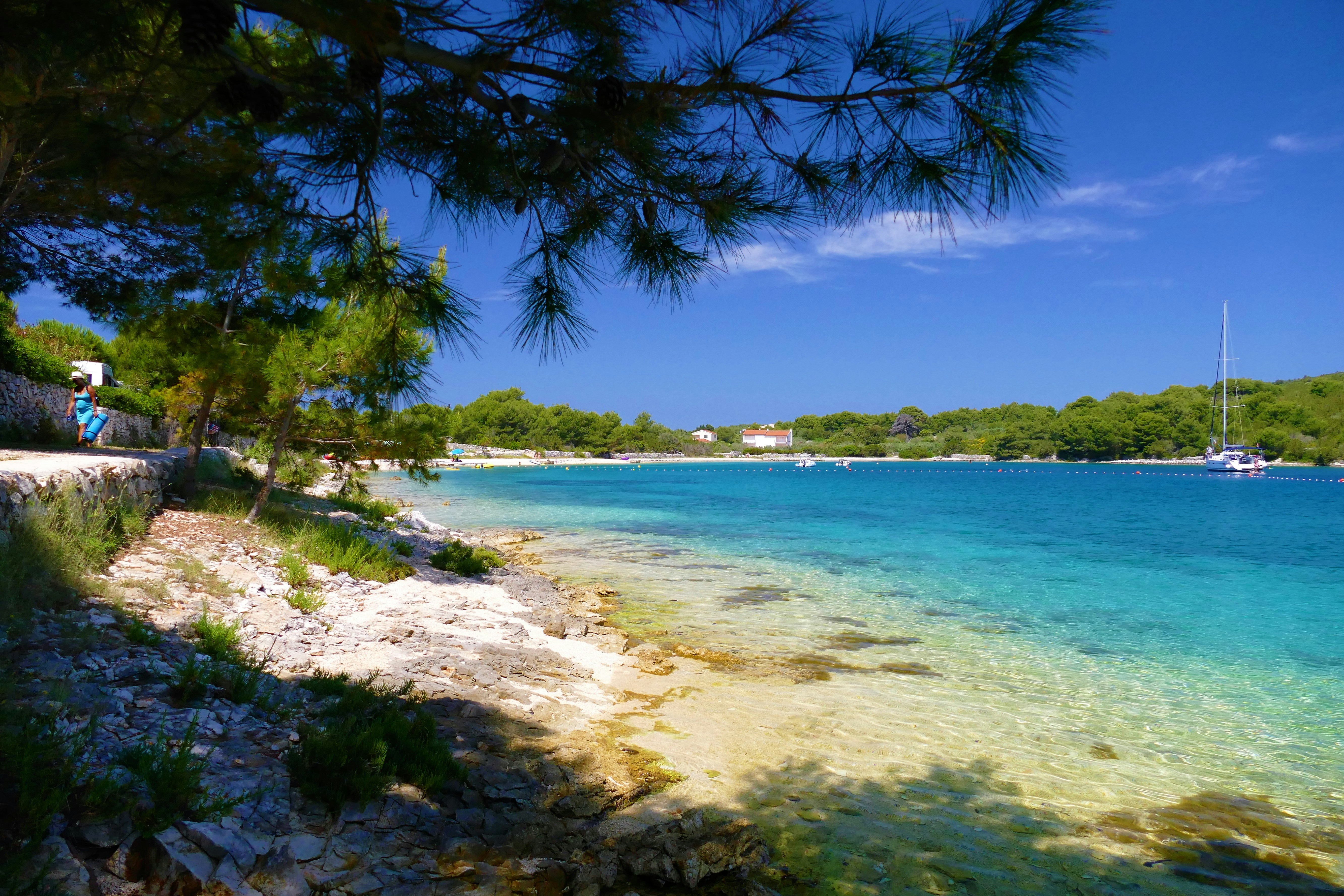 green trees and body of water under blue sky