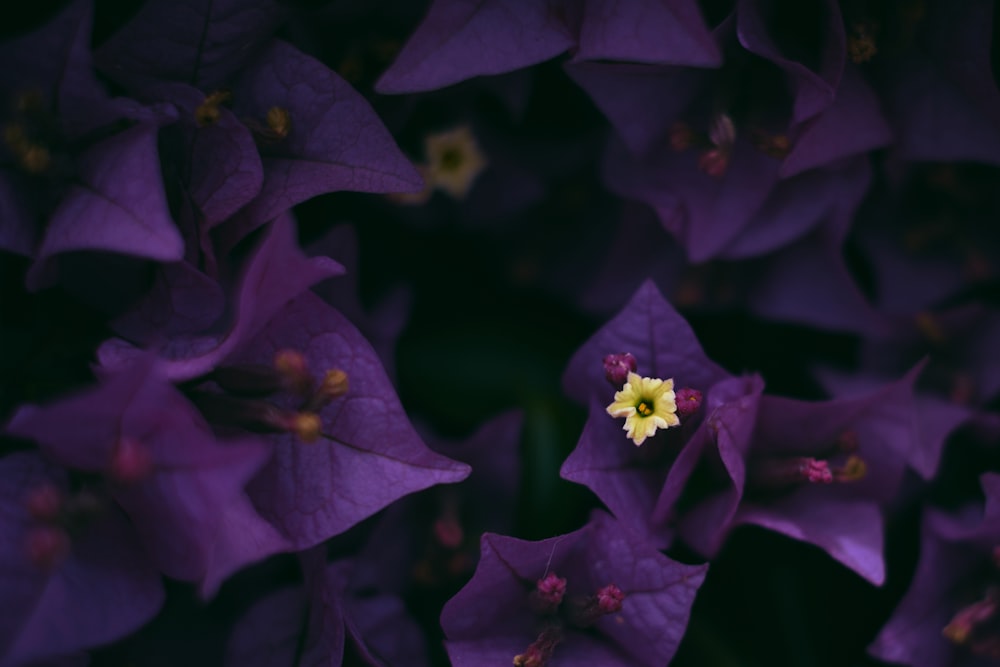 purple petaled flower