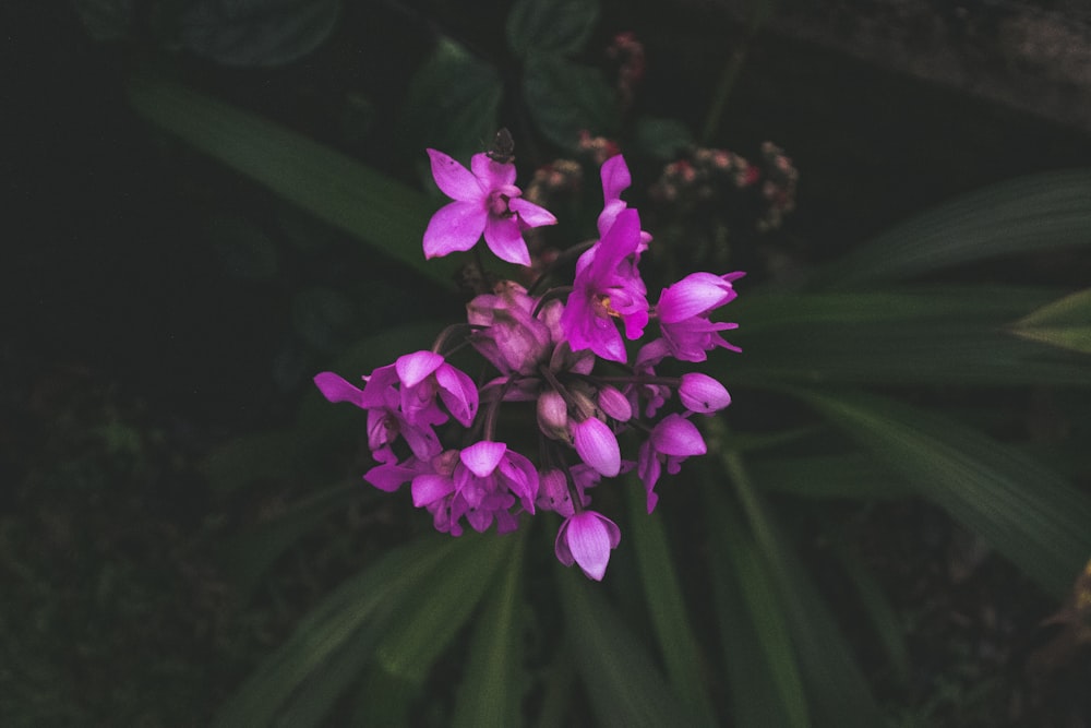 blooming purple petaled flowers