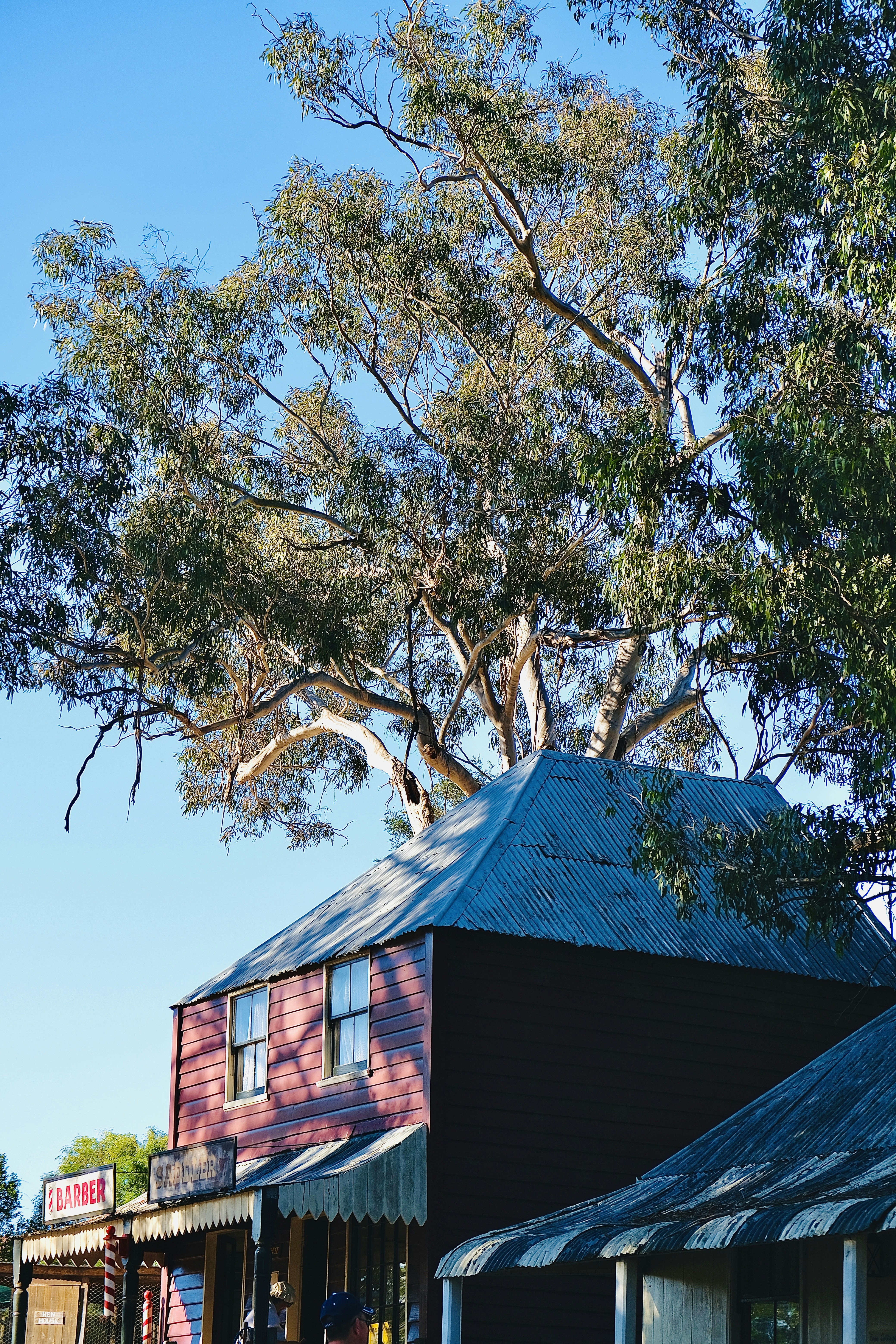 Gum Tree Pictures Download Free Images On Unsplash