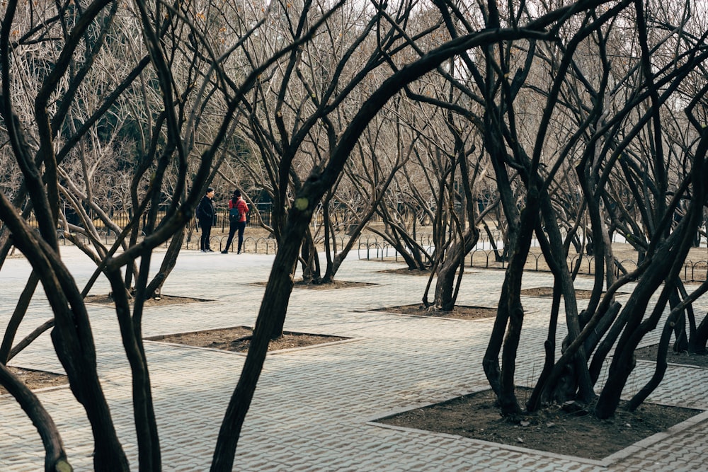 people near trees