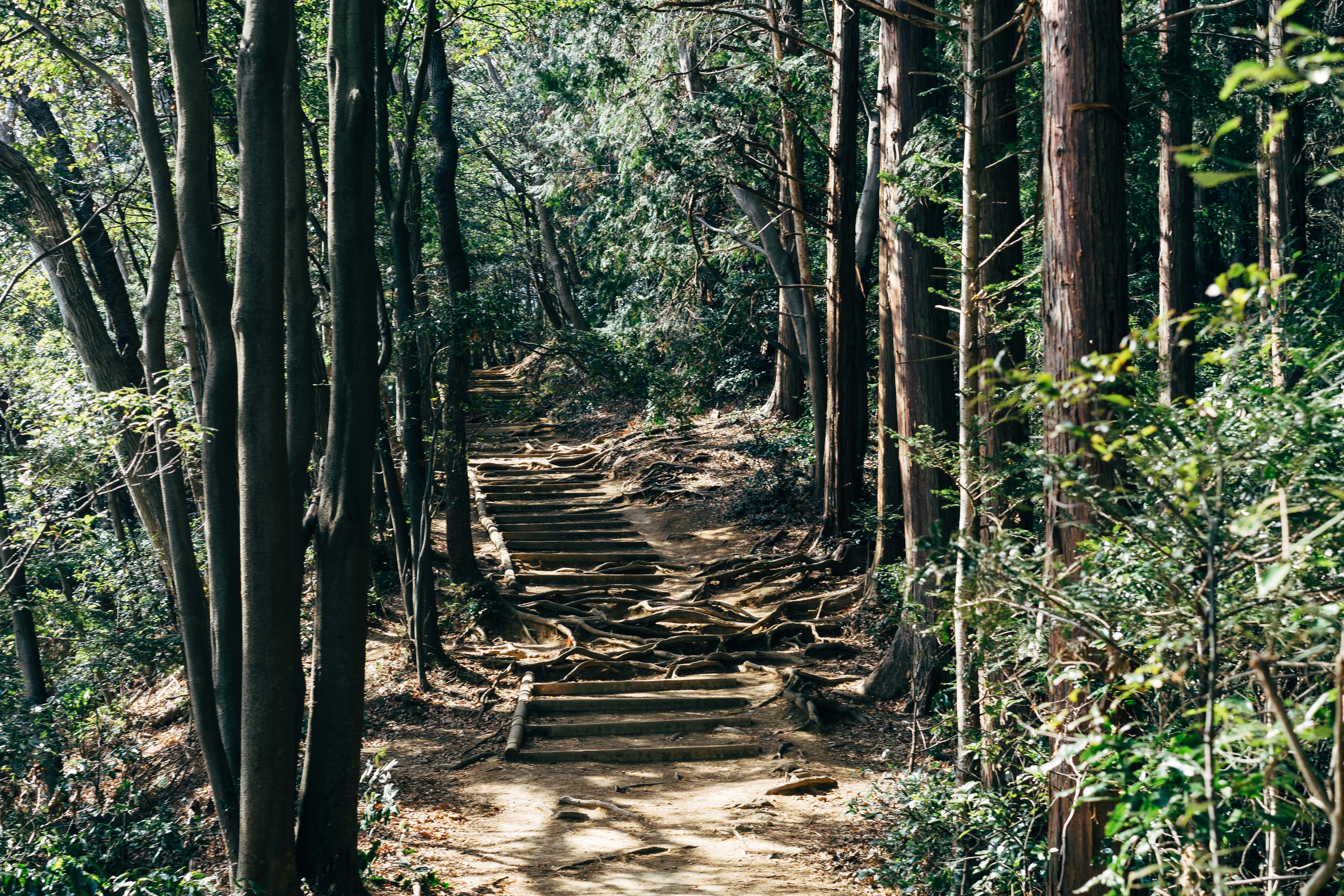 walkway at middle of forest