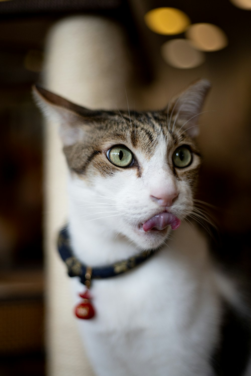 shallow focus photo of white and brown cat