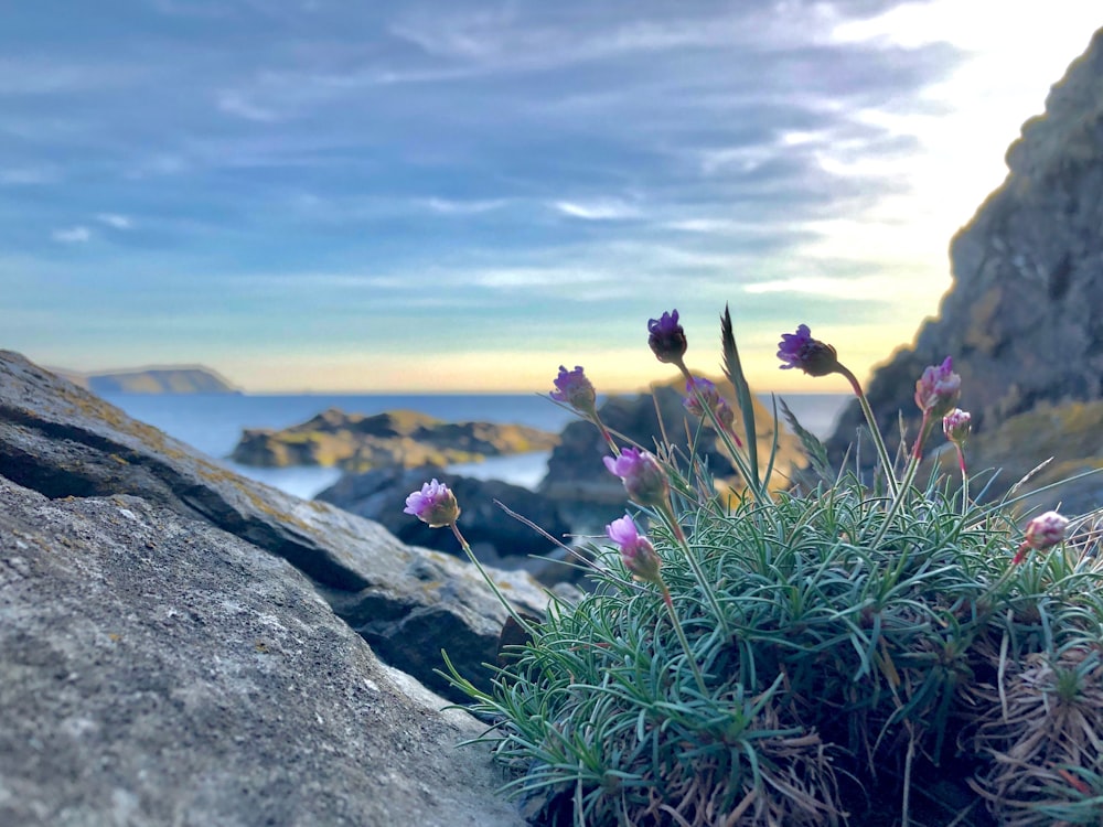 Flores de pétalos púrpuras cerca de la roca