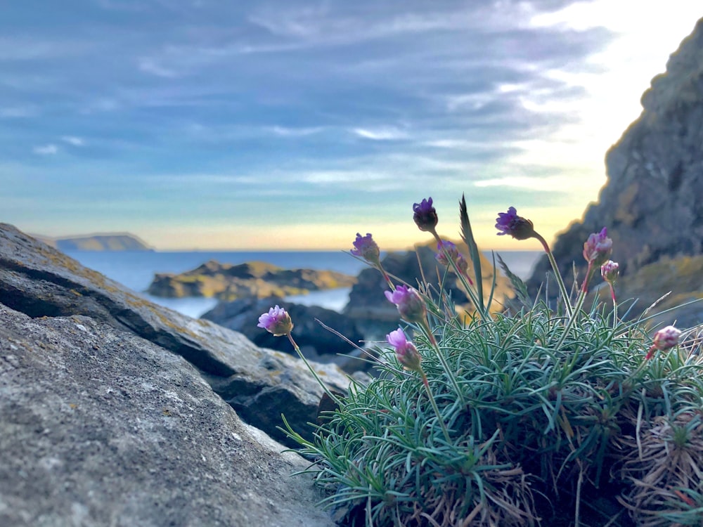 岩の近くの紫色の花びらの花