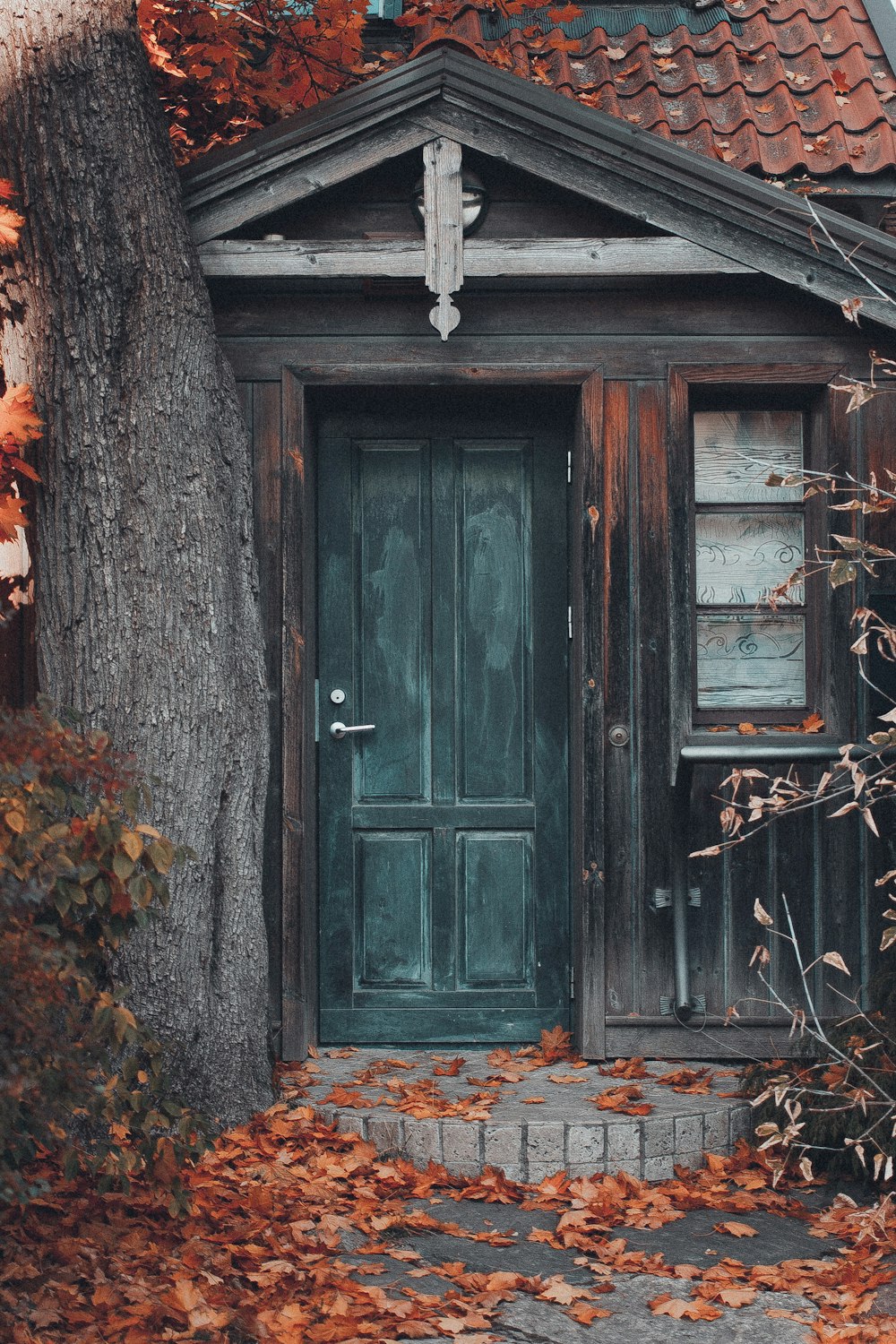 house near tree