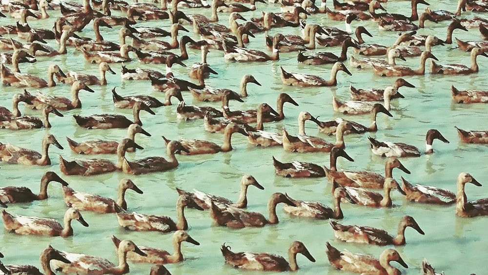 group of brown ducks