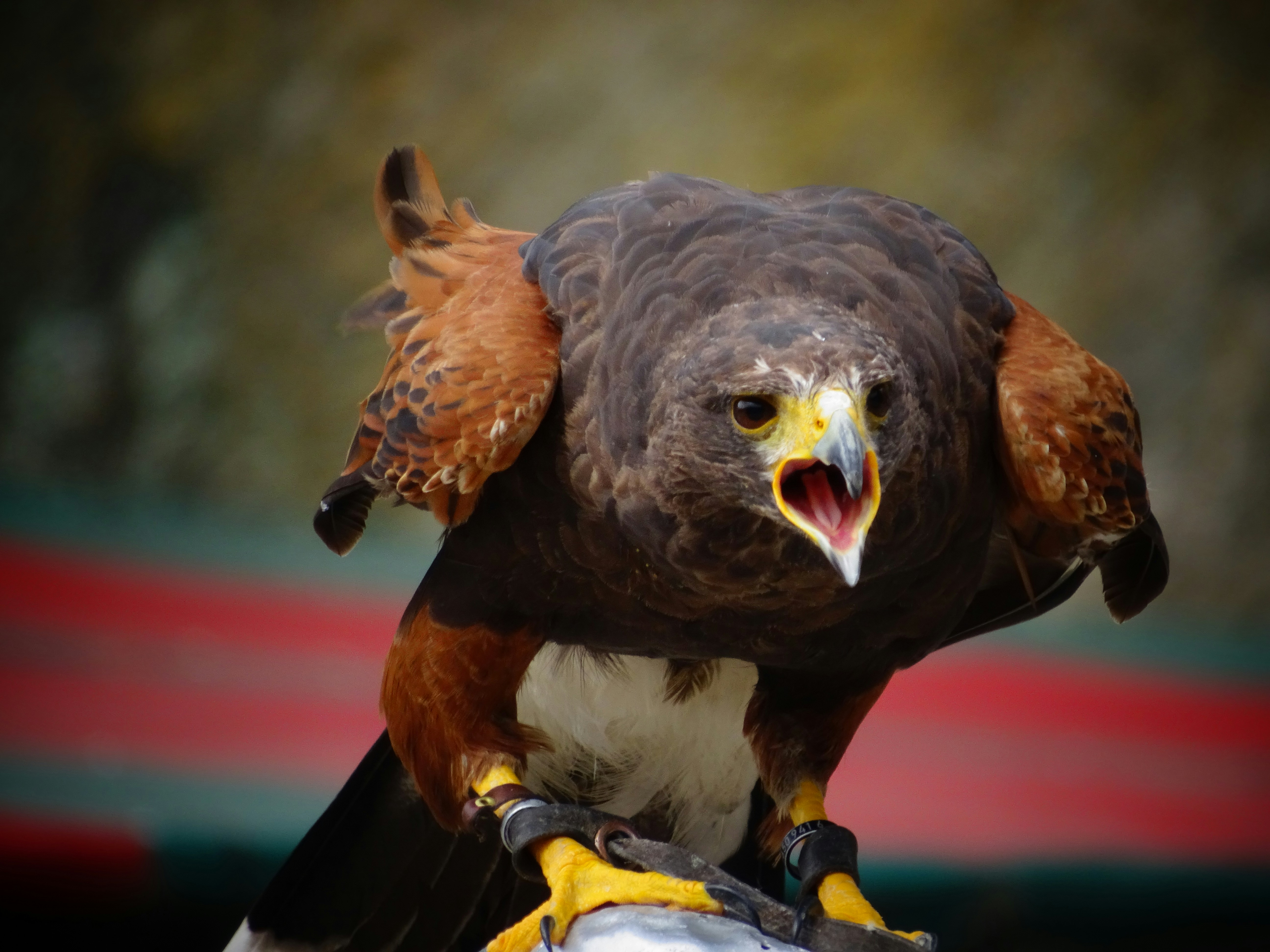 black and brown eagle, Falconry show in Bouillon (Belgium)