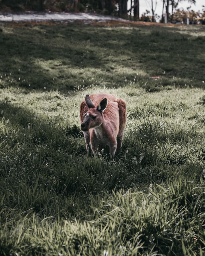 kangaroo in the grass