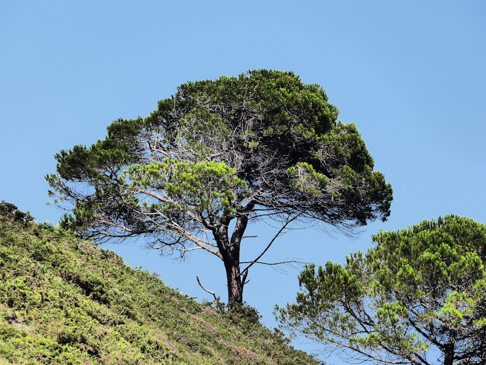 green-leafed trees