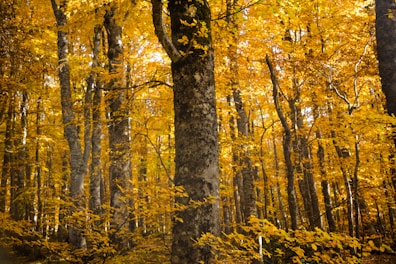 brown forest during daytime