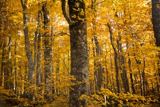 brown forest during daytime
