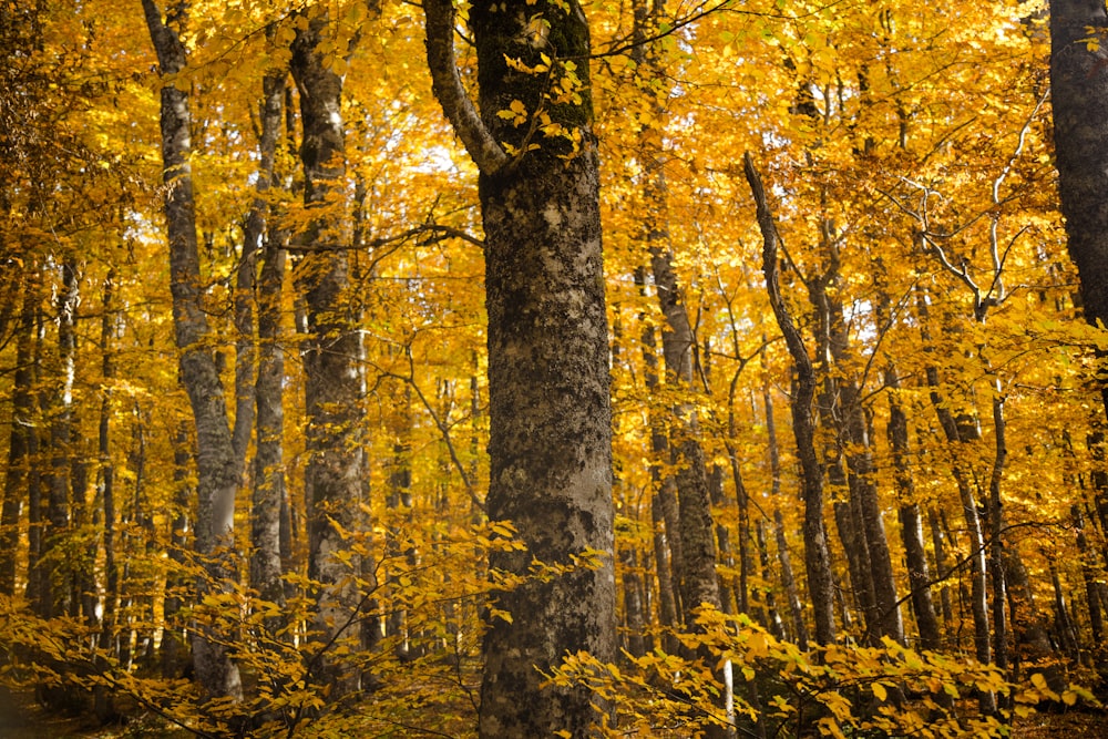 brown forest during daytime